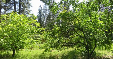2400 Bald Mountain Rd, West Point, CA 95255 Photo
