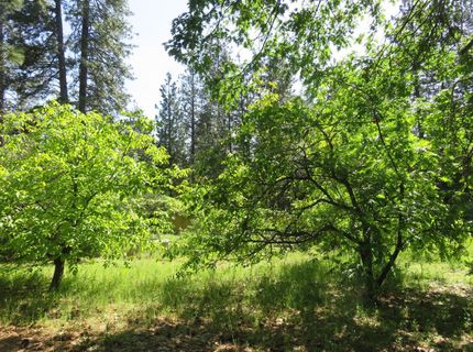 2400 Bald Mountain Rd, West Point, CA 95255 Photo
