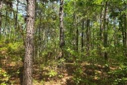 00 Bears Bluff photo 4