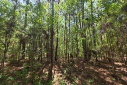 00 Bears Bluff photo 4