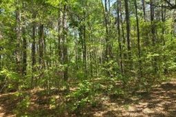 00 Bears Bluff photo 4