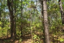 00 Bears Bluff photo 4