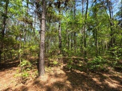 00 Bears Bluff Photo 6