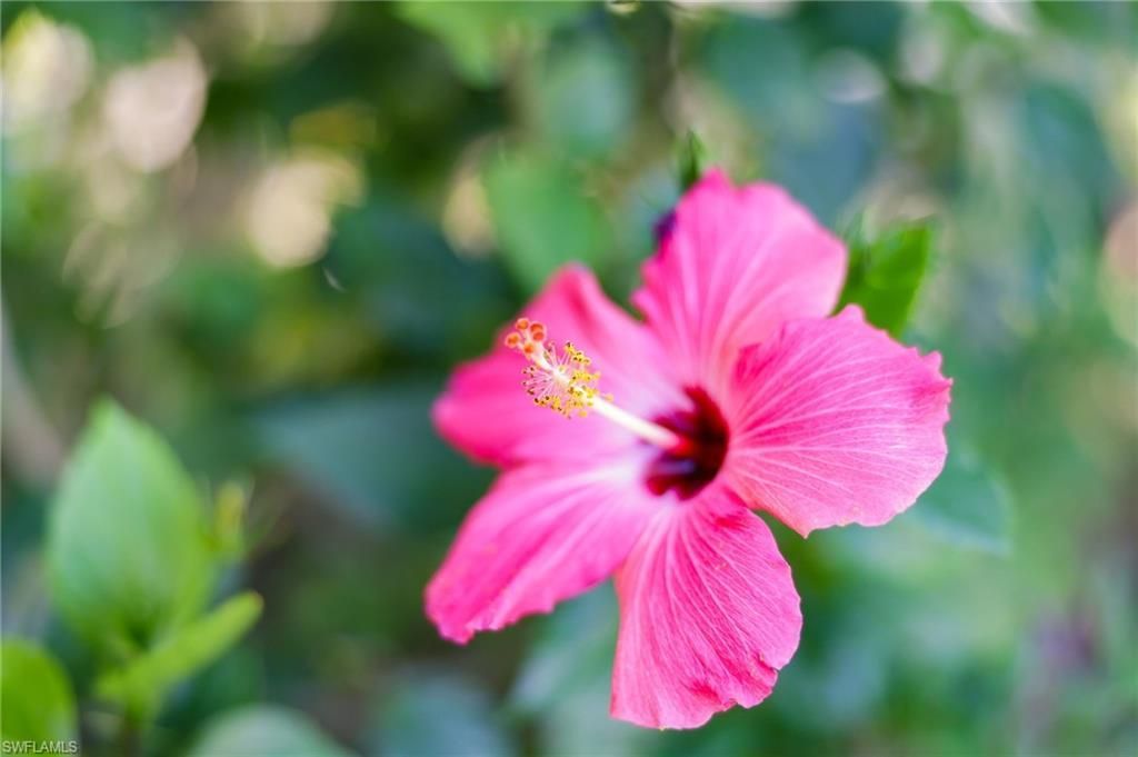 11000 Cherry Laurel Dr, Fort Myers, FL 33912 Photo