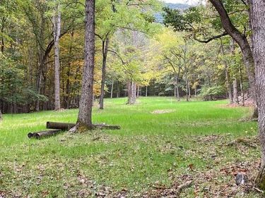 81.5 Acres HOPKINS GAP RD, FULKS RUN, VA 22830