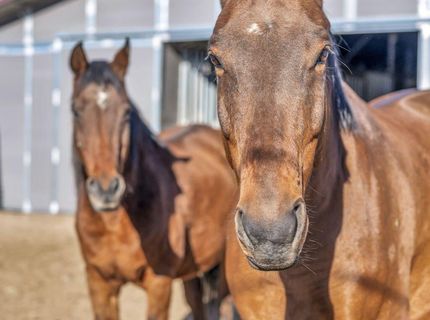 2075 Buckskin Drive, Washoe Valley, NV 89704 Photo