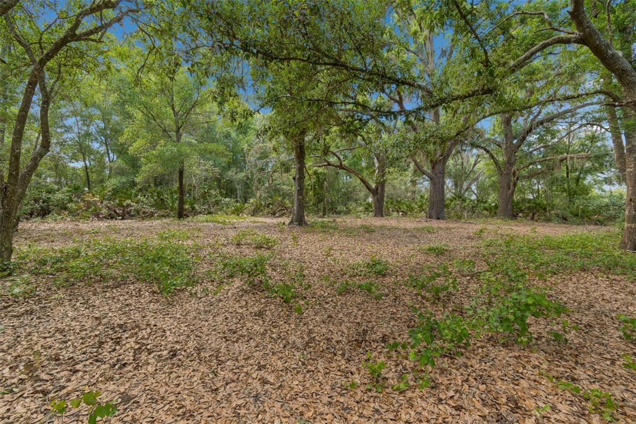 17001 Midas Lane, Lutz, FL 33549 Photo