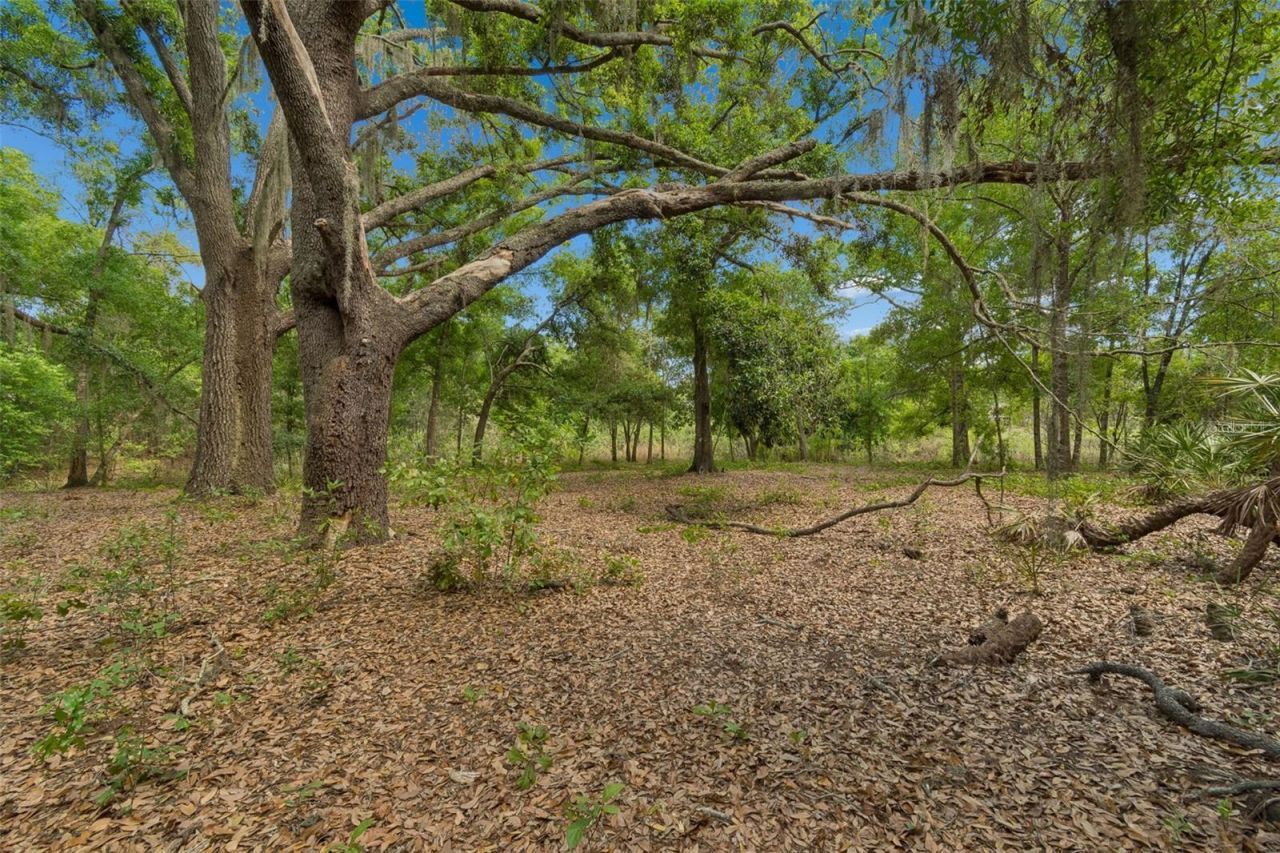 17001 Midas Lane, Lutz, FL 33549 Photo