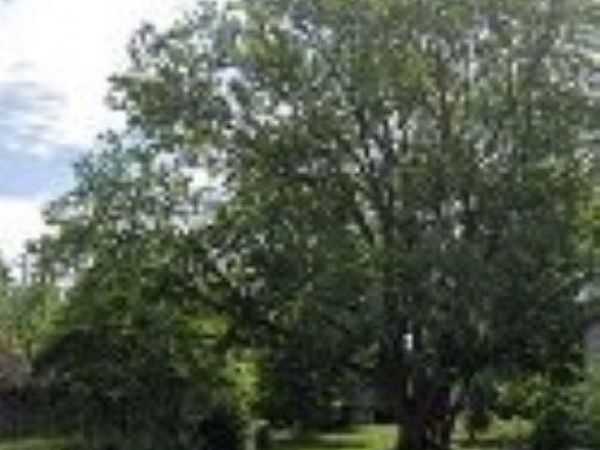 V/L ADJ 206 Birdsell Street, South Bend, IN 46628