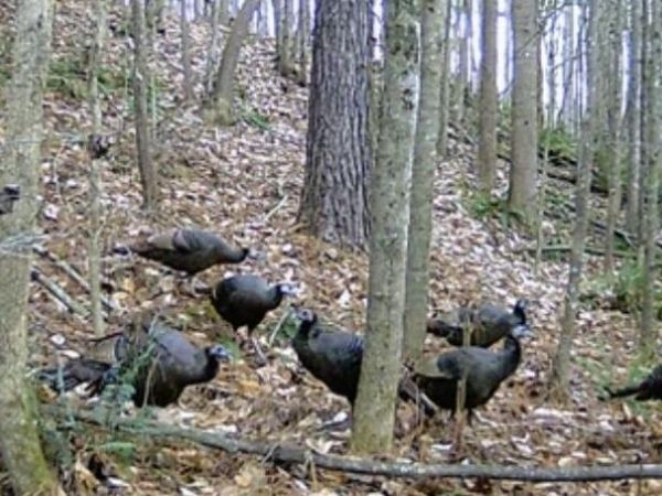 11730 Lawrence 1195, Mt Vernon, MO 65712