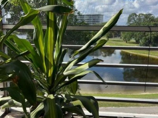 2751 N Palm Aire Drive, Unit 402, Pompano Beach, FL 33069