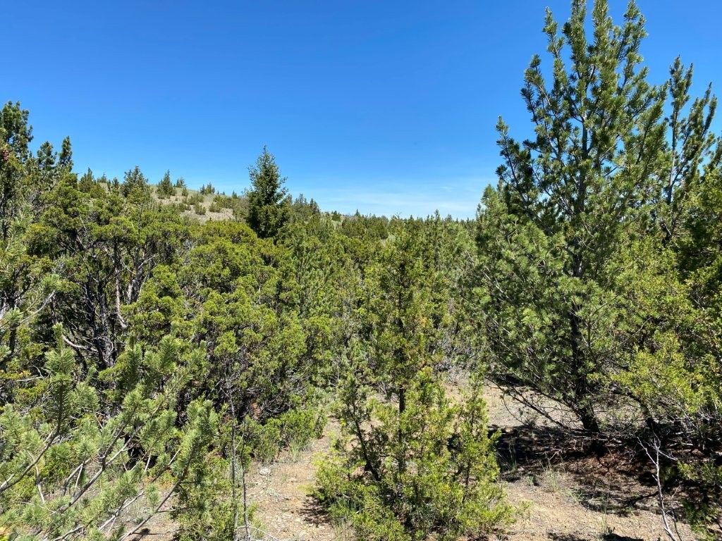 17 Keating Gulch Road , Townsend, MT 59644 Main Photo