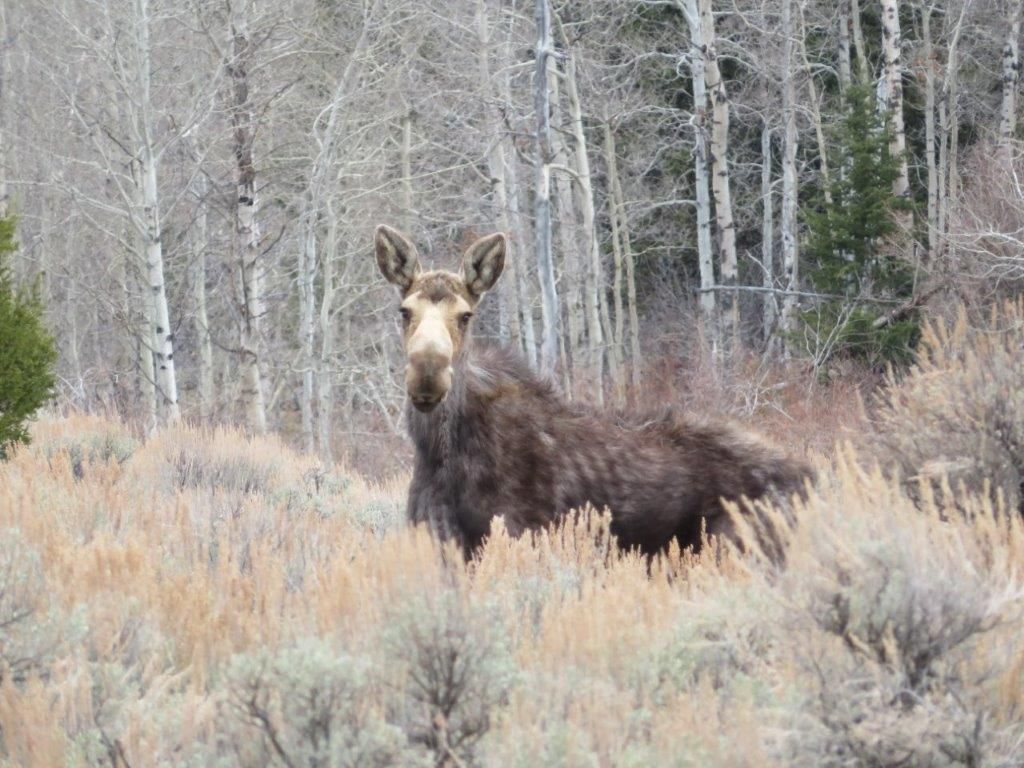 Tbd Camp Creek Road , Butte, MT 59701 Main Photo