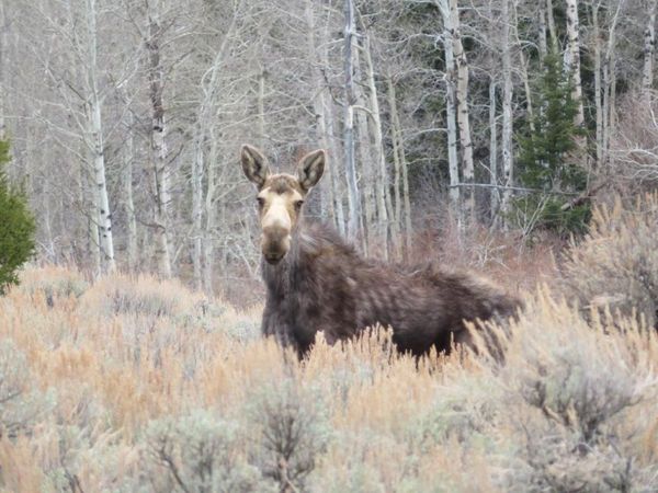 TBD Camp Creek Road , Butte, MT 59701