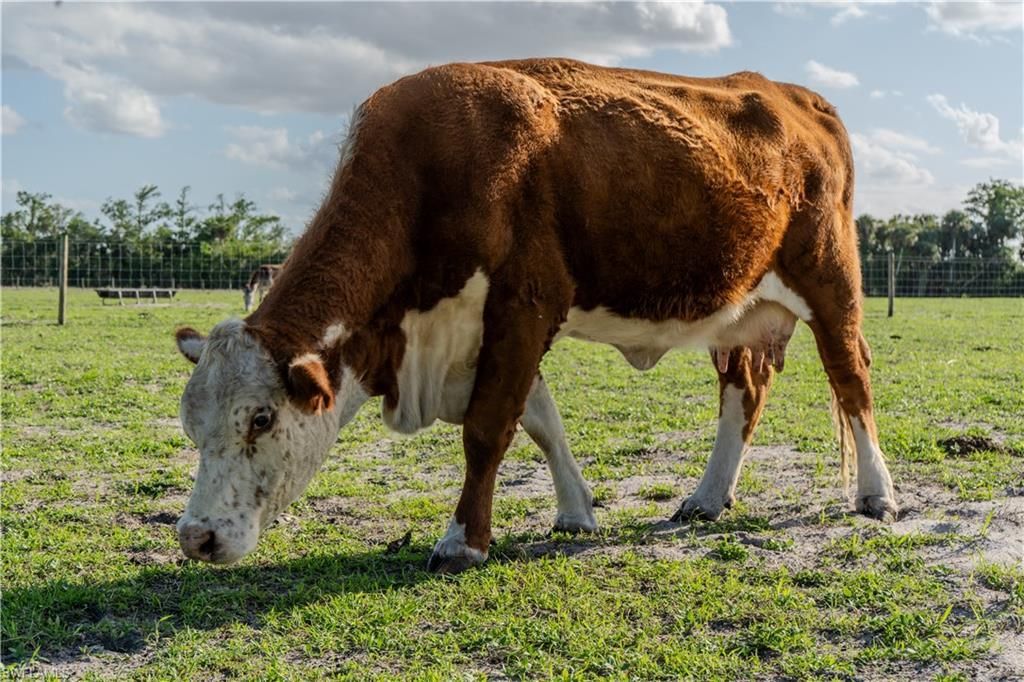 595 Norris Rd, Labelle, FL 33935 Photo