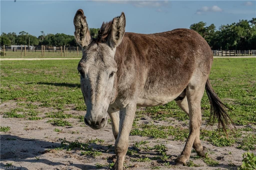 595 Norris Rd, Labelle, FL 33935 Photo