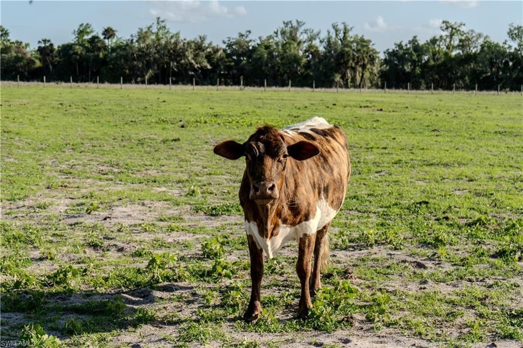 595 Norris Rd, Labelle, FL 33935 Photo