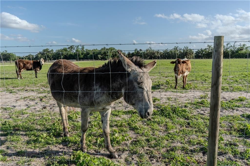 595 Norris Rd, Labelle, FL 33935 Photo