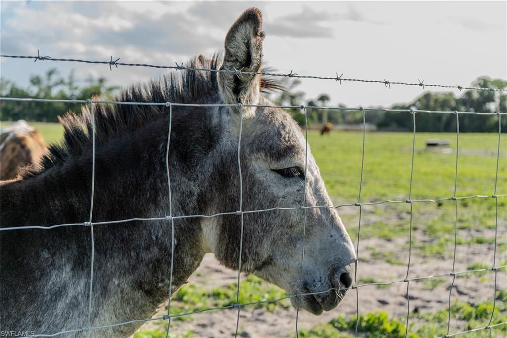 595 Norris Rd, Labelle, FL 33935 Photo