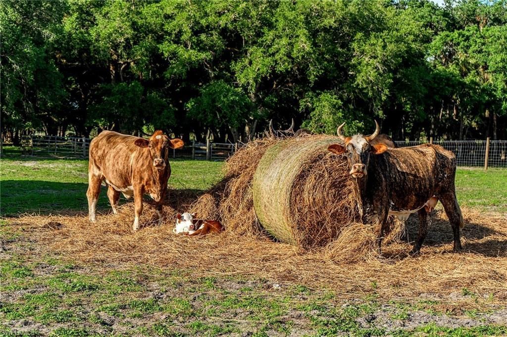 595 Norris Rd, Labelle, FL 33935 Photo