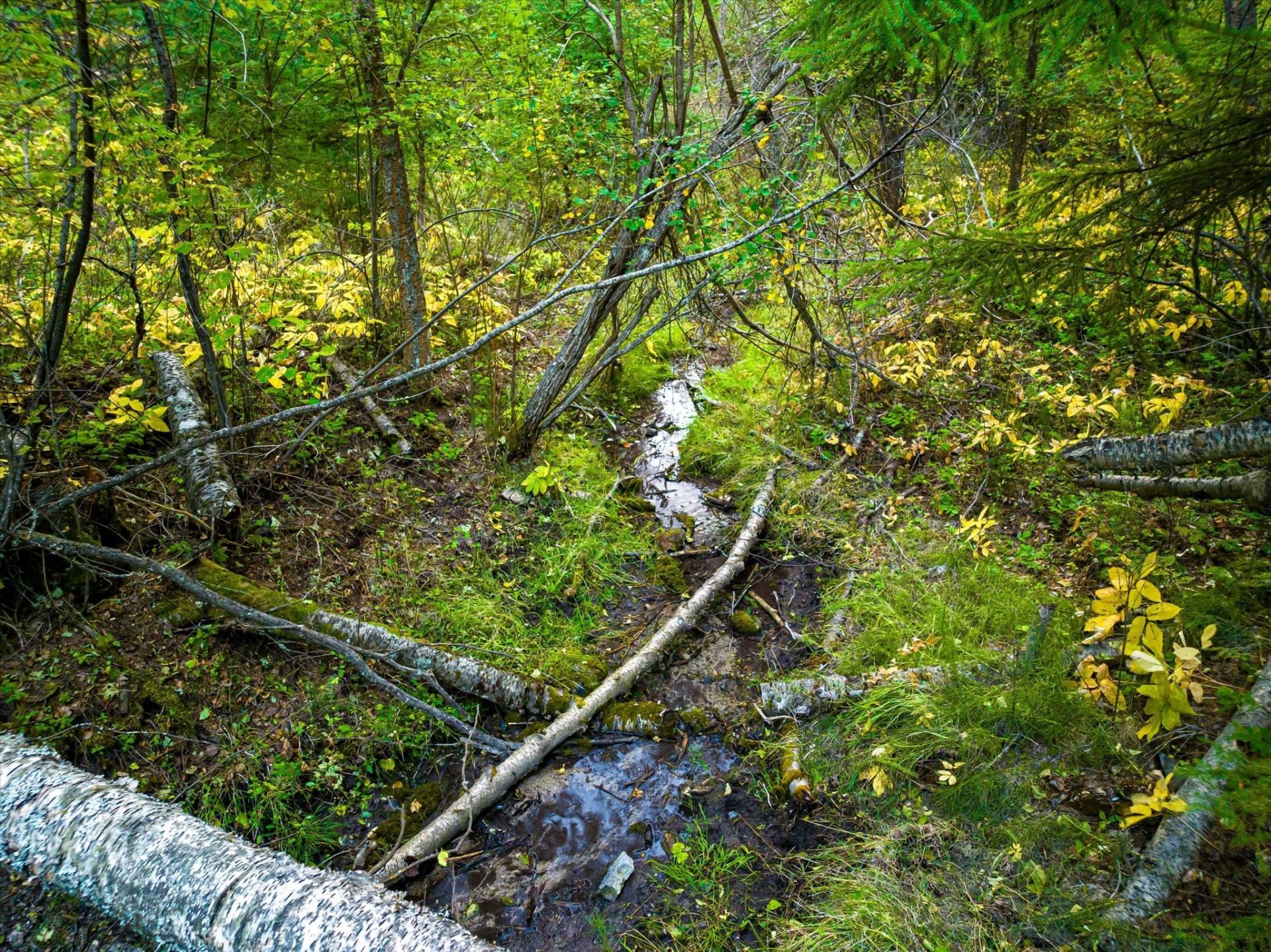 Nhn Black Lake Road , Rexford, MT 59930 Main Photo