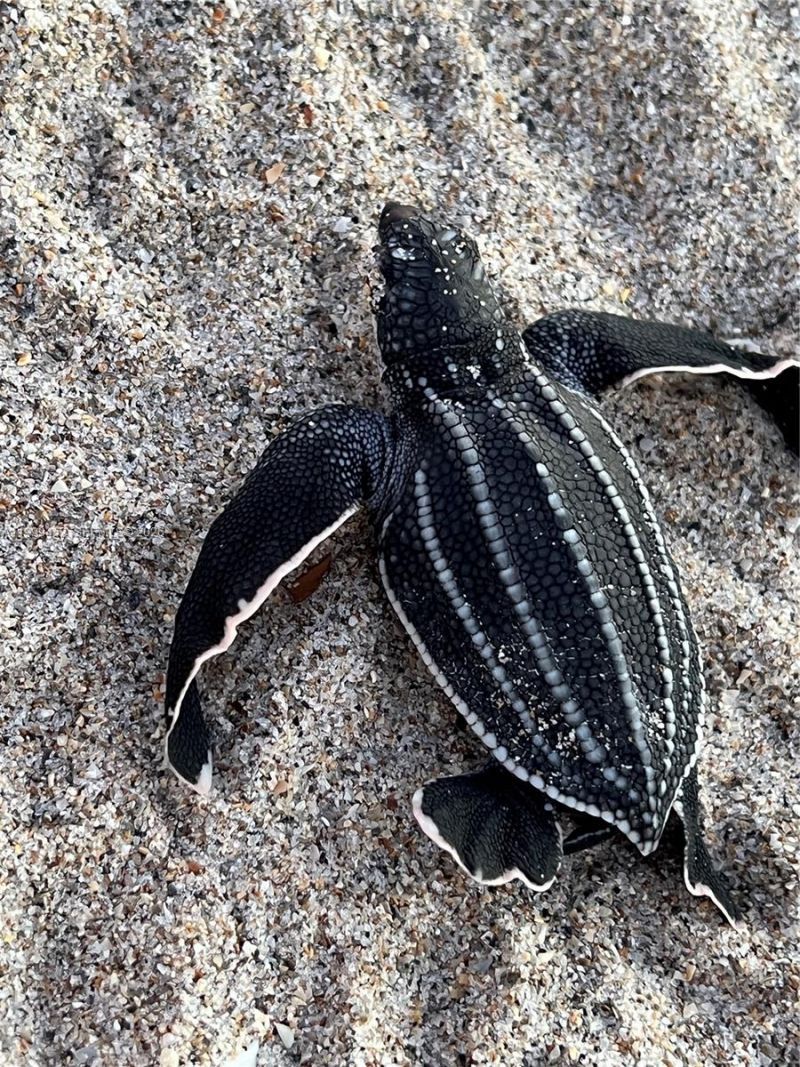 200 Blossom Ln , Palm Beach Shores, FL 33404 Photo