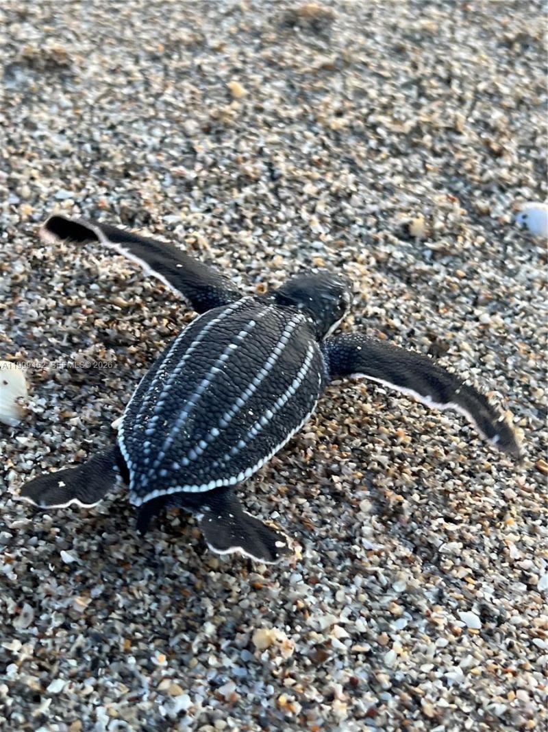 200 Blossom Ln , Palm Beach Shores, FL 33404 Photo