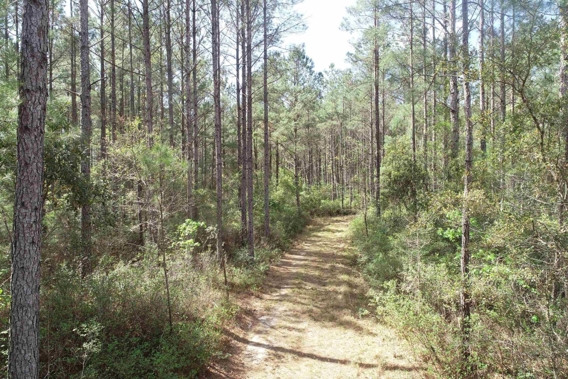 1267 School Bus Rd  Photo 15