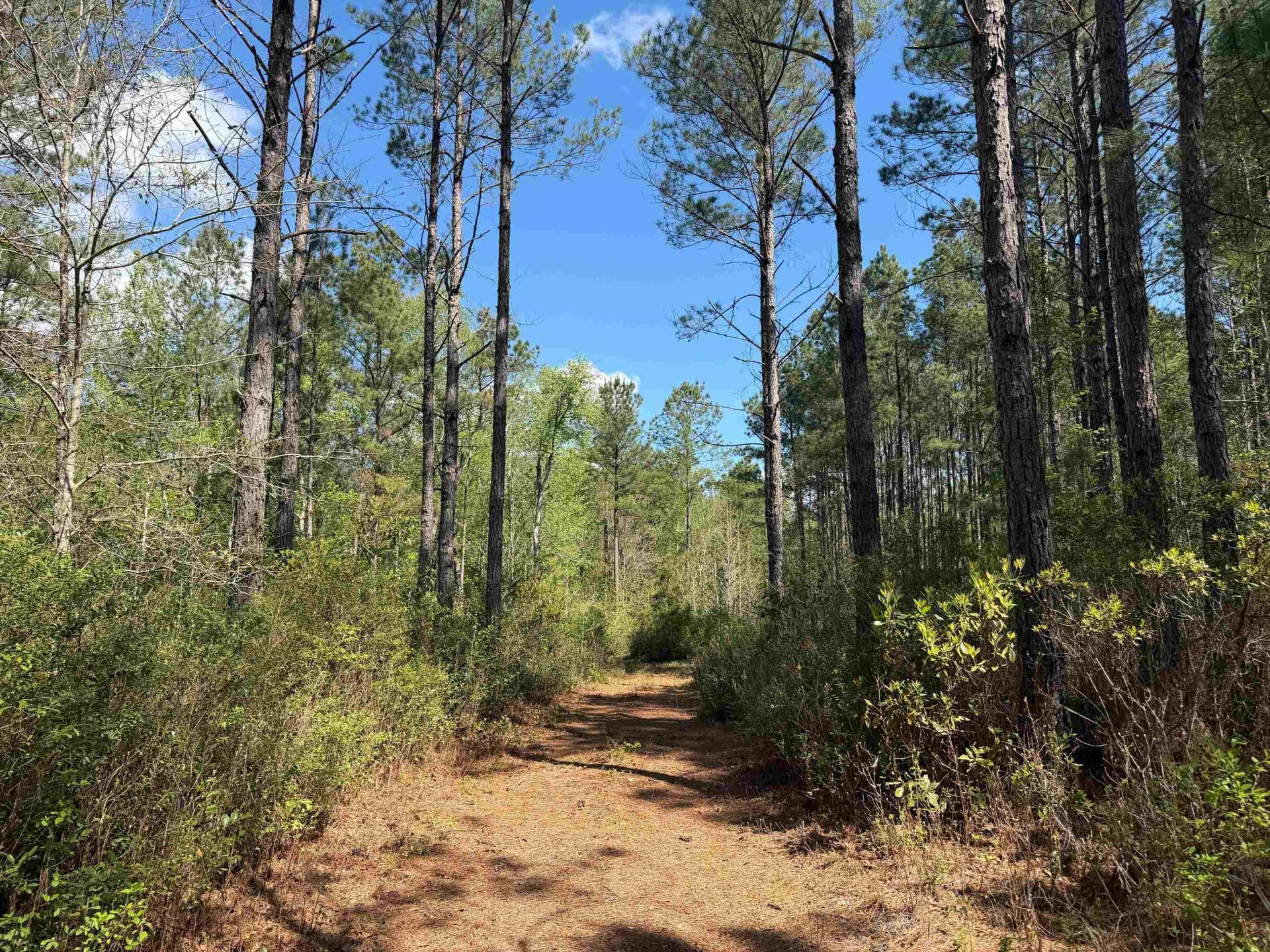 1267 School Bus Rd  Photo 22