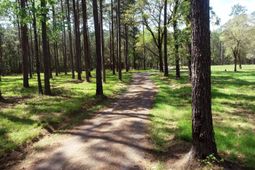 1267 School Bus Rd  photo 4