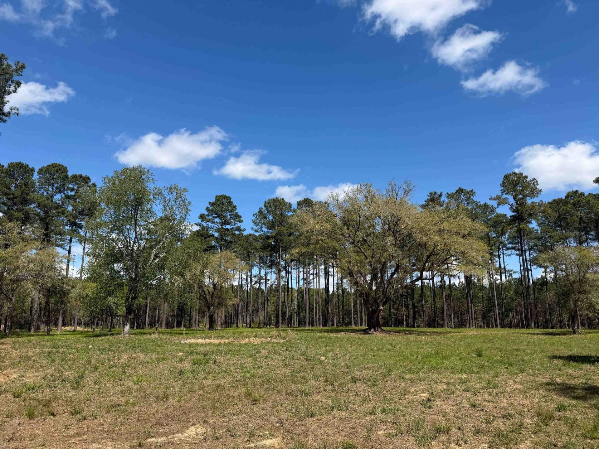 1267 School Bus Rd  Photo 7