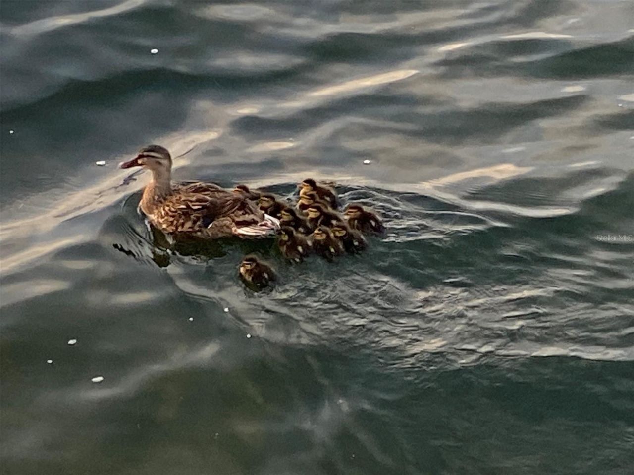 5915 Sea Ranch Drive , Unit 711, Hudson, FL 34667 Photo