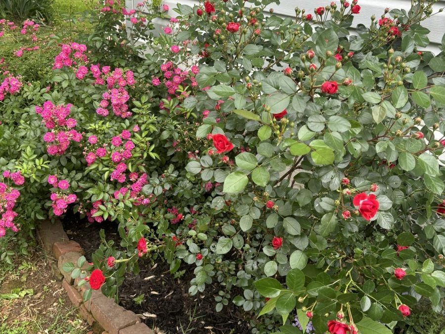 Property Image 54