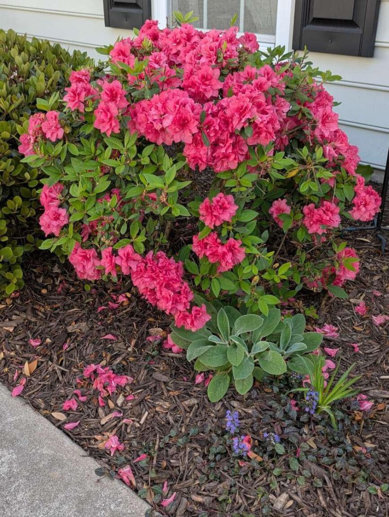169 Sea Lavender Lane Photo 28