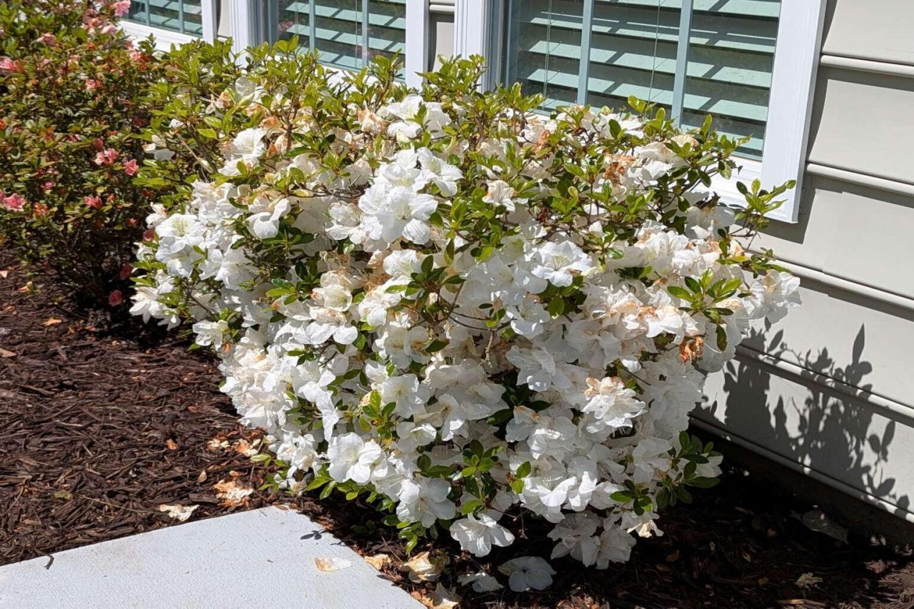 169 Sea Lavender Lane Photo 29