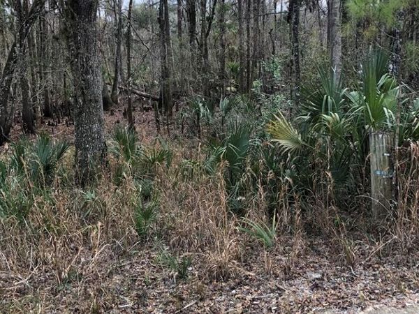 477th Ave, Old Town, FL 32680