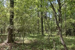 00 S Michelle Street photo 4