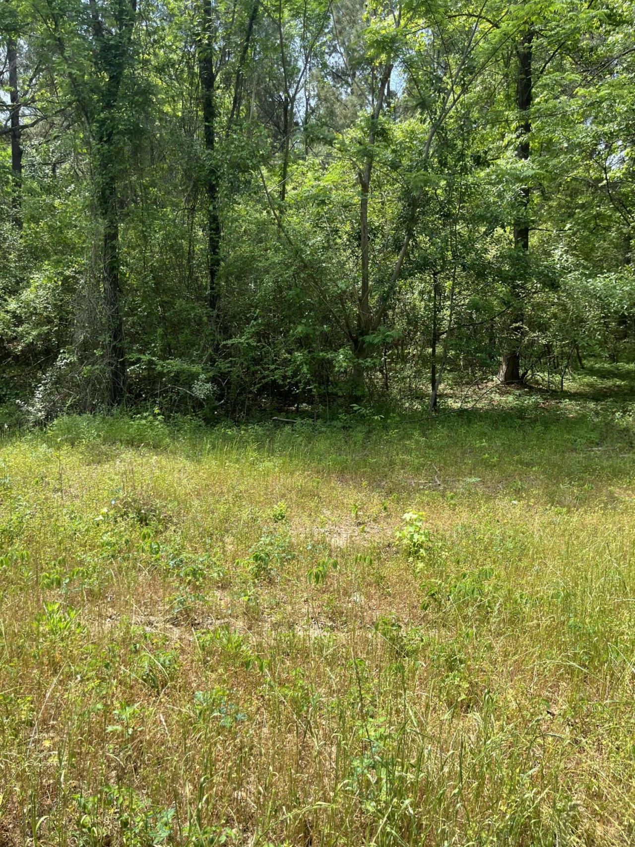 00 S Michelle Street Photo 4