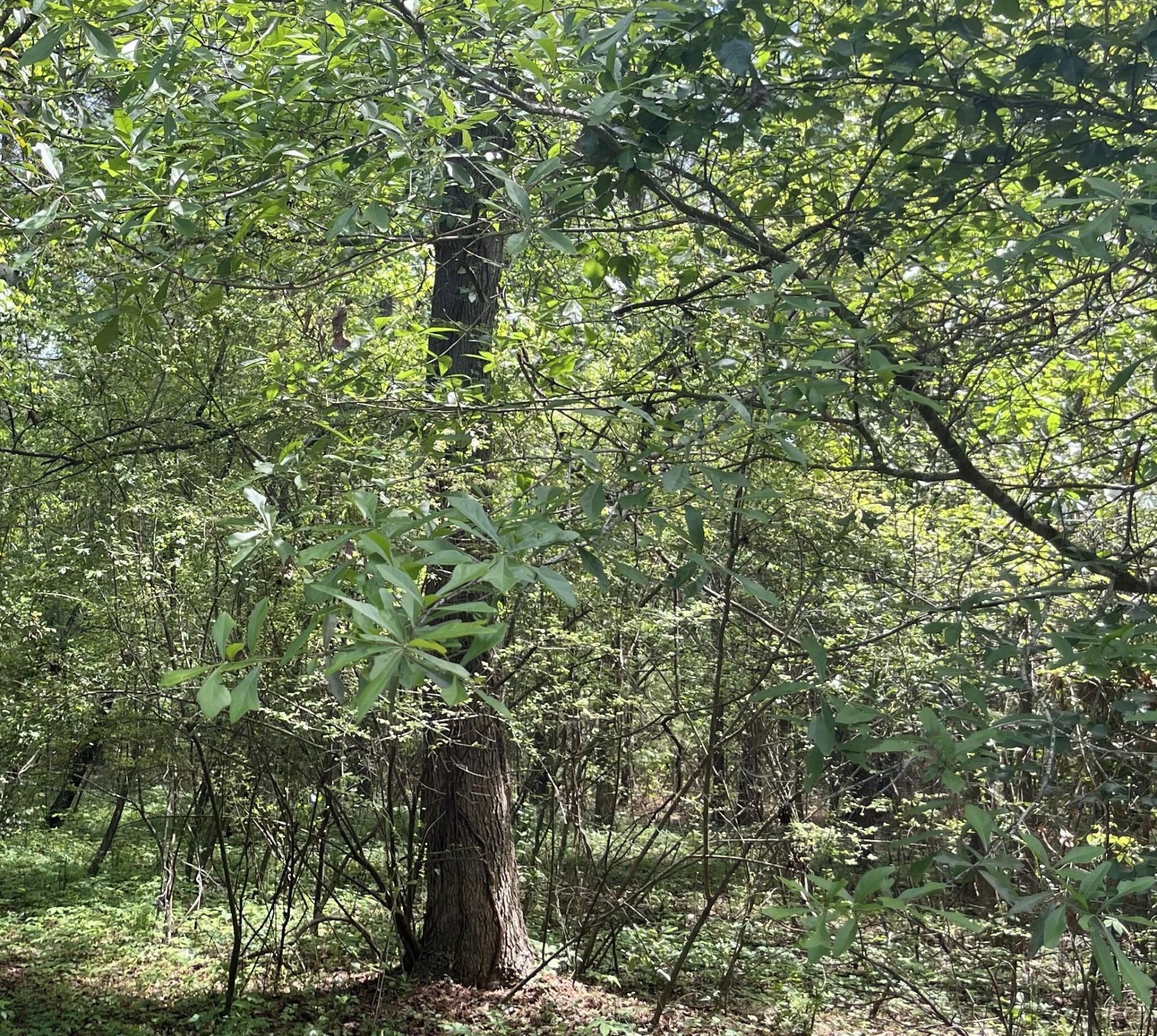 00 S Michelle Street Photo 5