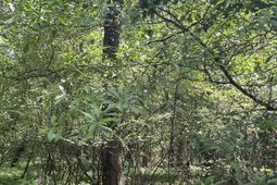 00 S Michelle Street photo 4