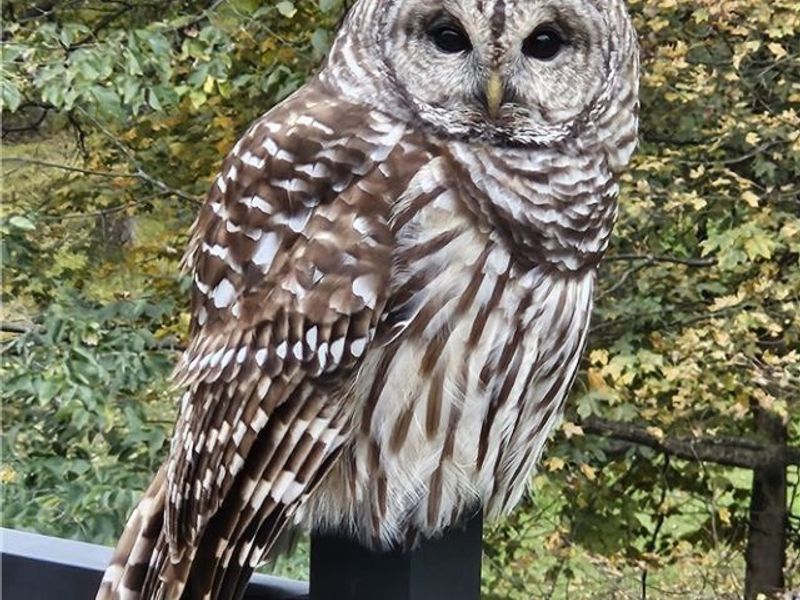 1167 Ridge Road NE, Lancaster, OH 43130 Photo 48