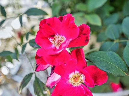 6410 Capital Cir #32, Unit 32, Sacramento, CA 95828 Photo