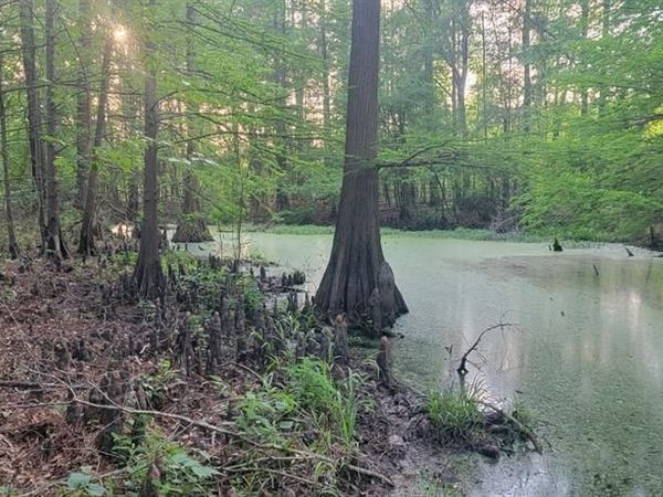 TBD County Road 430 , Carthage, TX 75633