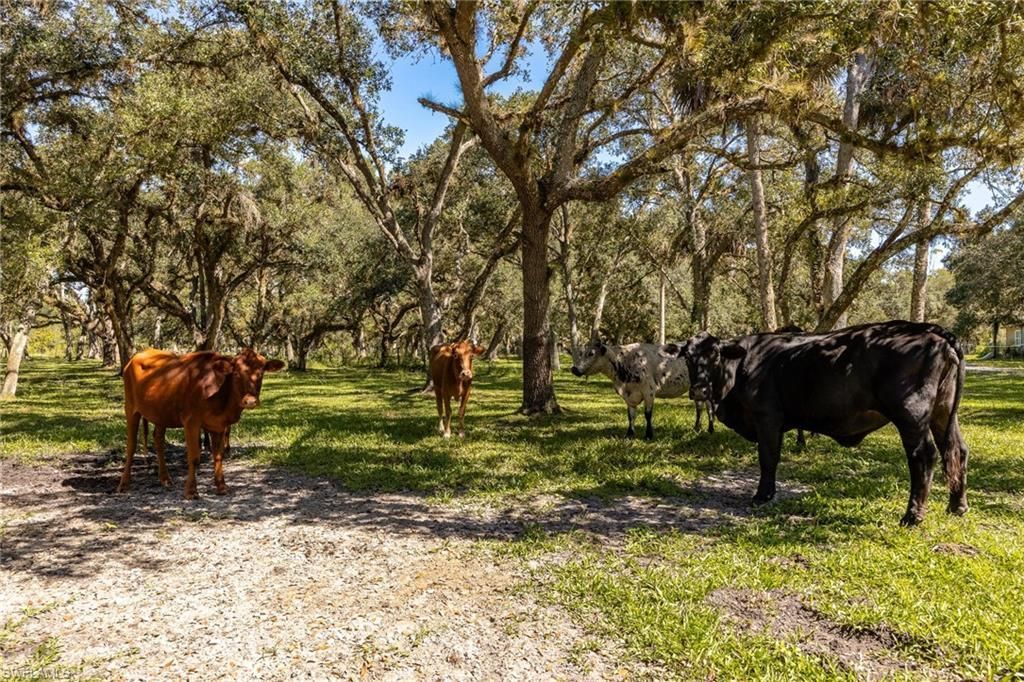 2348 Nine Mile Rd , Labelle, FL 33935 Photo