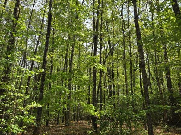 Lot 2 Round Hill Rd, KING GEORGE, VA 22485