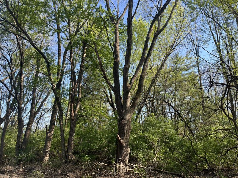 4004 Sintz Road, Springfield, OH 45504 Photo 17