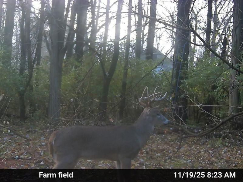 4004 Sintz Road, Springfield, OH 45504 Photo 28