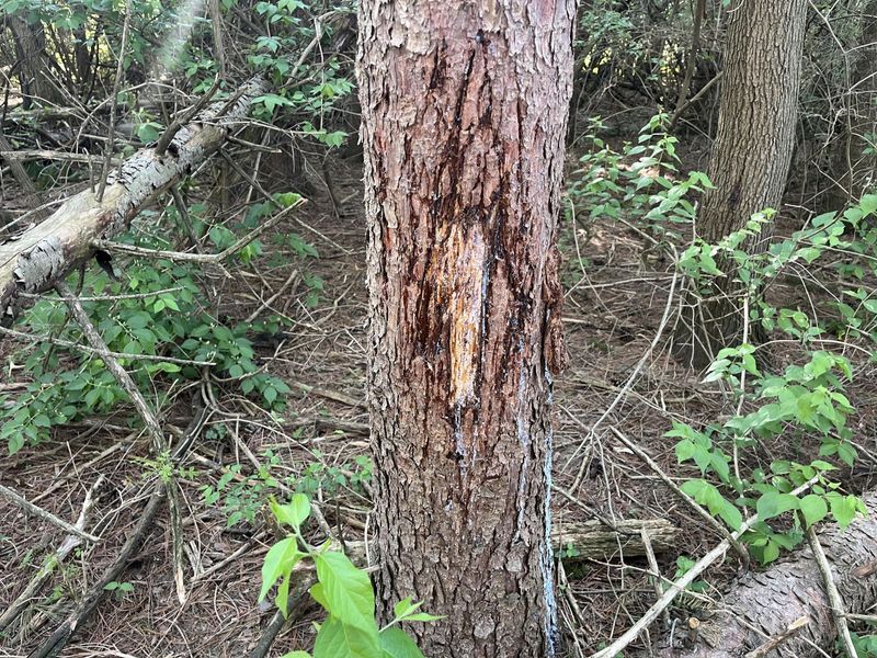 4004 Sintz Road, Springfield, OH 45504 Photo 9