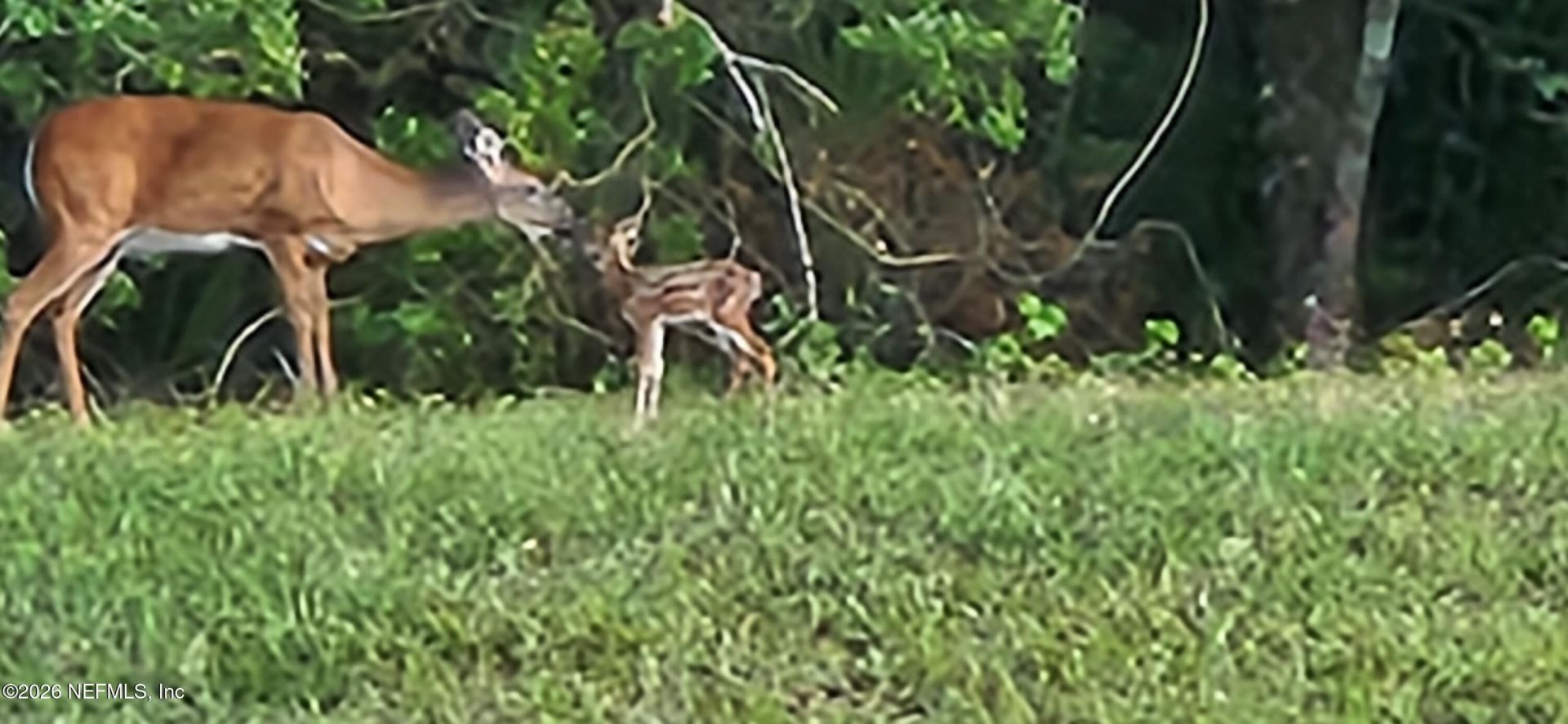 821 W Cumberland Court, Saint Johns, FL 32259 Photo