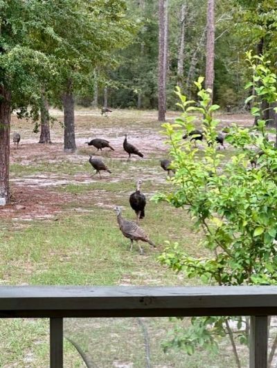 11160 NW 5th Avenue , Branford, FL 32008 Photo